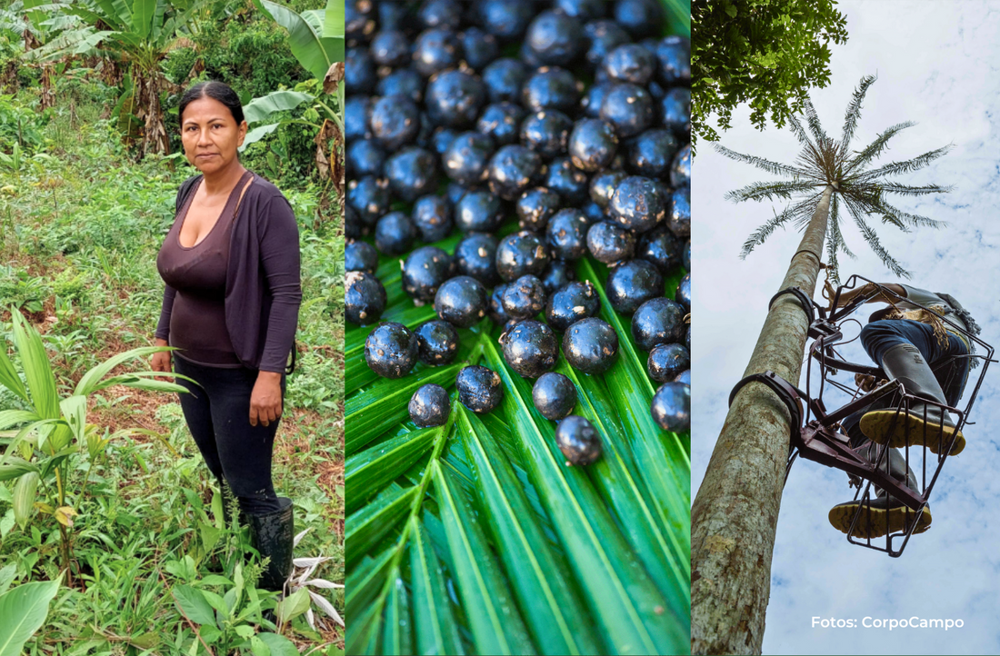 Corpocampo: Wie eine kolumbianische NGO den Regenwald rettet und Menschenleben verändert