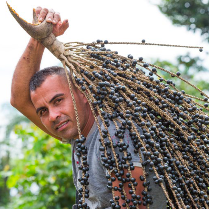 Bauer trägt Acai-Beeren auf seiner Schulter